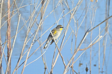A yellow-rumped warbler perched in a tree at the Merced National Wildlife Refuge, in the northern San Joaquin Valley, California.