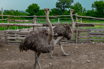 Ostriches in paddock on farm.
