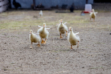 Cute little ducklings on a chicken farm. Copy space..