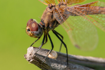 Macro photo of amazing dragonfly hold on dry branch in front of green background with copy space.  Aeshnidae resisting to wind while standing on a branch.