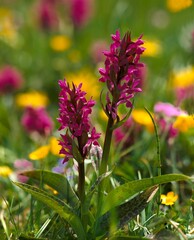 rainbow ragwort, ophrys iricolor, flower, plants, botany, plant, orchid, native, nature, vegetation, mediterranean, bloom, purple, meadow, mountain meadow, 