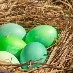 Easter eggs of natural shades in a nest of dry grass in green grass and flowers for the Easter holiday