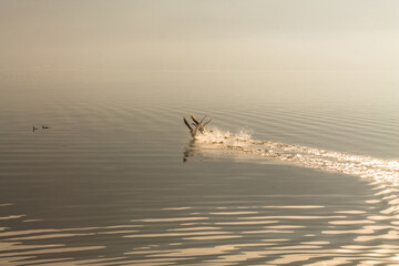 Two White Mute Swans land with a splash in the water of a lake. The swans look like one and are coordinated in movements