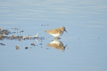A small least sandpiper enjoying a sunny day at the Merced National Wildlife Refuge,  in the northern San Joaquin Valley, California.