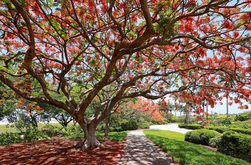 Blooming Royal Poinciana tree cast dramatic shadows in a public park in Fort Lauderdale, Florida,...