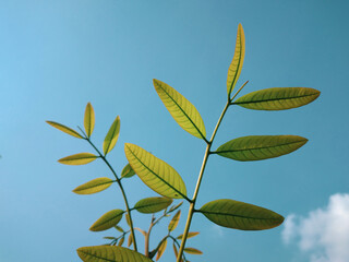 leaves against blue sky