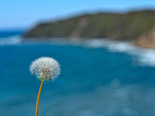 dandelion on the background of the sea and the bay