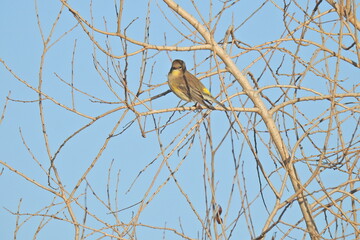 A yellow-rumped warbler perched in a tree at the Merced National Wildlife Refuge, in the northern San Joaquin Valley, California.