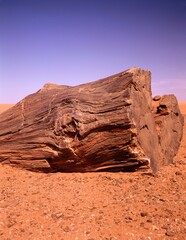 sahara, tree trunk, wood, fossil, desert sand, desert, sand, preserved, history, historical, earth history, nature, log, 