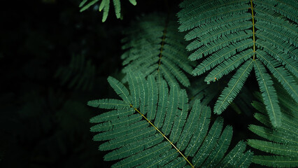 dark green leaves in the rainy season