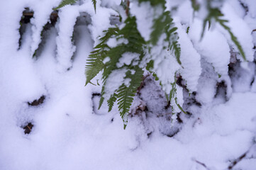 Green leaves in the snow. Fern in the snow. Snowflakes on the green grass. The first snow in the fall.