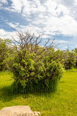 Trees and branches reach for the sky. Chain Lakes PP, Alberta, Canada