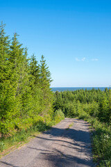 Fototapeta na wymiar Road in the forest with a horizon