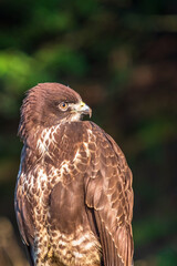 Close up at a Buzzard that looking back