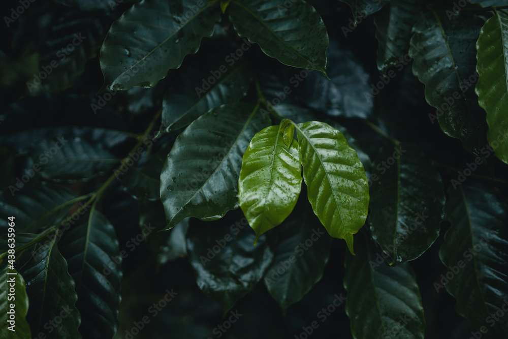 Poster coffee plantation in tropical forest