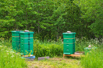 Beehives on a meadow in the summer