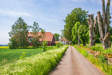 Fototapeta na wymiar Road to a farm in the Swedish countryside
