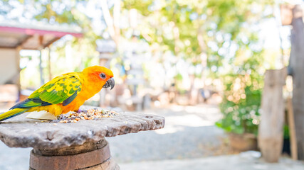 Beautiful parrots eating food, 
Sun conure parrot birds on a piece of wood. Soft focus.