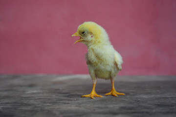 A newborn chick stands in a lovely pink background in the morning.