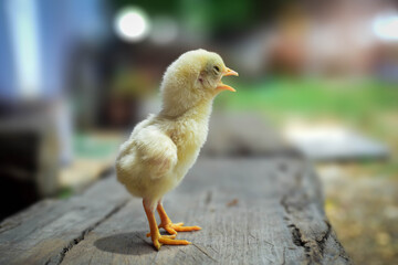 A newborn chick stands in a lovely pink background in the morning.