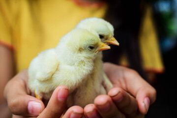 Cute chicks on a little girl's hand