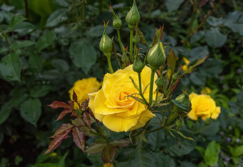 Yellow rose in summer park