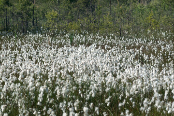 blooming common cottongrass (Eriophorum angustifolium) in wet meadow