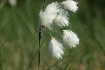 blooming common cottongrass (Eriophorum angustifolium) closeup selective focus