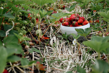 Strawberries in a white plate stand in rows of ripe berries. The concept of gardening and agriculture. Gathering red fresh ripe organic strawberries in the garden. Own Vegan Vegetarian Products