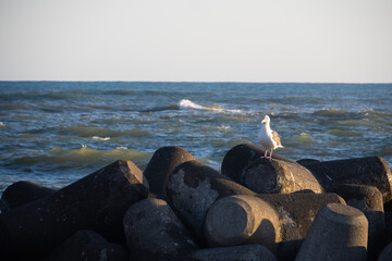稚内港のかもめ