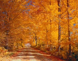 forest path, maple trees, autumn, 