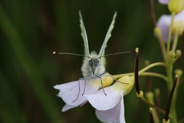 Head on view of a Green Veined White butterfly. Focus is on eyes. Scientific name Pieris napi.