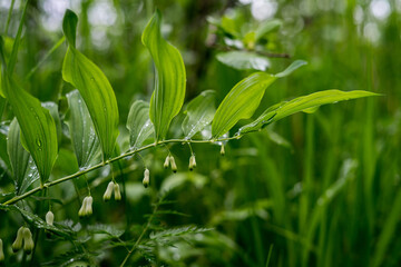 Gree crisp grass with due on them. Closeup