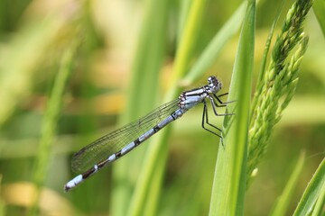 An immature jouvenile male Common Blue Damselfly. Scientific name Enallagma cyathigerum