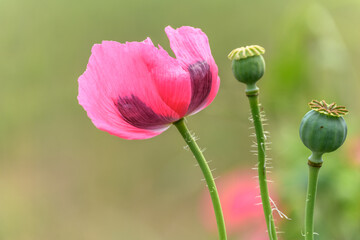 Pink poppy flower in the wild countryside.