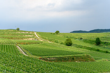 Vineyard landscape in the Kaiserstuhl in Germany.