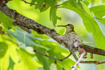 Close-up Of a Hummingbird sitting In Nest