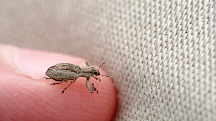 Tiny brown weevil on a finger tip in a field in Cotacachi, Ecuador