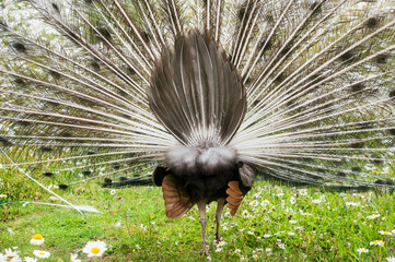 Peacock's bottom  with feathers