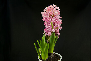 The pink  Hyacinth