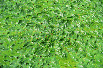 Aquatic plant - Euryale leaves in pond, North China