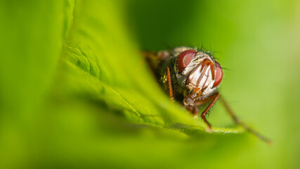 Fliege