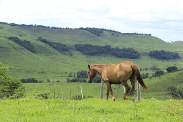 Cavalo na paisagem