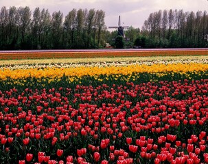 netherlands, near hoorn, tulip fields, windmill, holland, north holland, mill, tulip field, tulips, flowers, blossom, bloom, vegetation, plants, economy, cultivation, season, spring, 