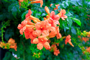 Bright Campanula in the park, North China