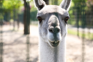 Obraz premium Cute guanaco at zoo on sunny day, closeup