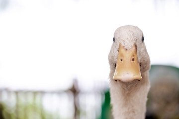 Close up of the duck face on the farm. Copy space. Soft focus.
