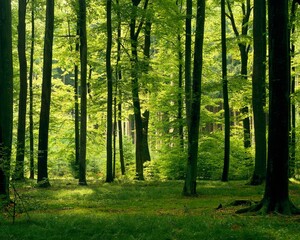 deciduous forest, beech forest, forest floor, forest, trees, beech, deciduous trees, summer, season, vegetation, 