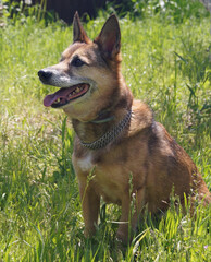 german shepherd puppy
