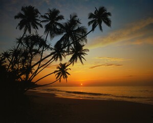 Fototapeta na wymiar sunset on palm beach, 